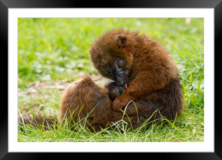 Red Bellied Lemur mother and baby. Framed Mounted Print by Andrew Bartlett