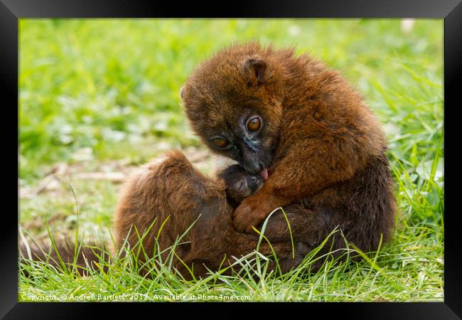 Red Bellied Lemur mother and baby. Framed Print by Andrew Bartlett