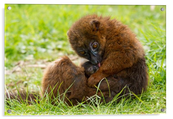 Red Bellied Lemur mother and baby. Acrylic by Andrew Bartlett