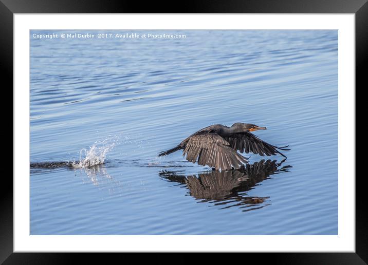 Cormorant low flying over Water Framed Mounted Print by Mal Durbin