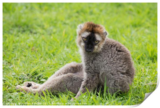 Red Fronted Lemur relaxing Print by Andrew Bartlett