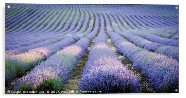 Lavender Acrylic by Kentish Dweller