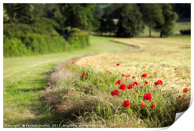Isolated Poppies Print by Kentish Dweller