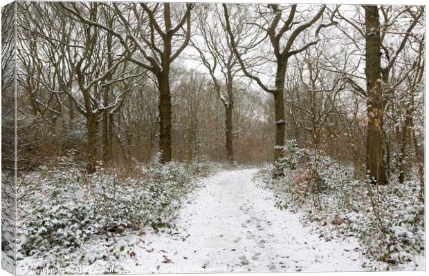 Snow in The Blean Canvas Print by Kentish Dweller