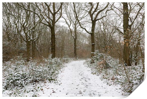 Snow in The Blean Print by Kentish Dweller