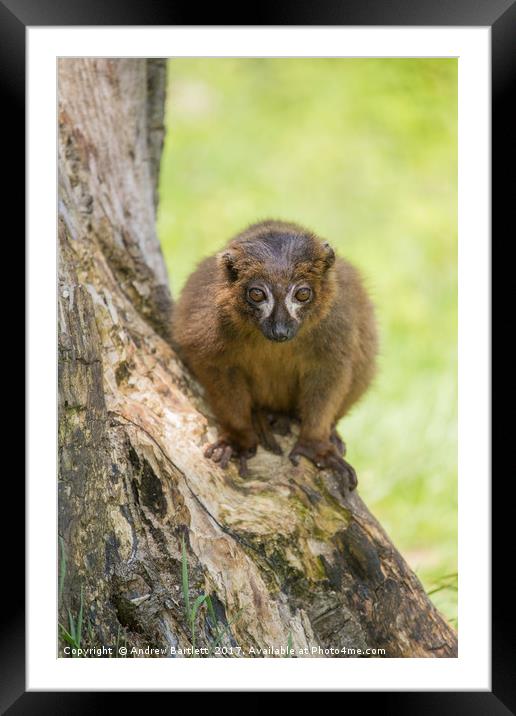 Red Bellied Lemur Framed Mounted Print by Andrew Bartlett