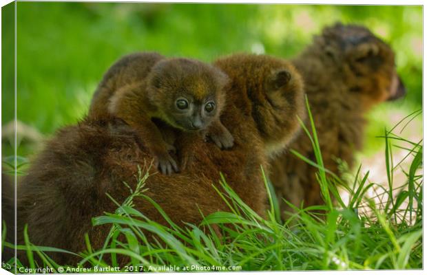 Red Bellied Lemur family Canvas Print by Andrew Bartlett