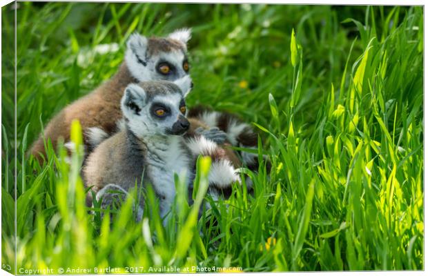 RIng Tailed Lemur family Canvas Print by Andrew Bartlett