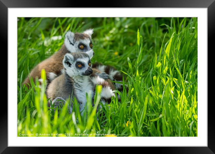 RIng Tailed Lemur family Framed Mounted Print by Andrew Bartlett