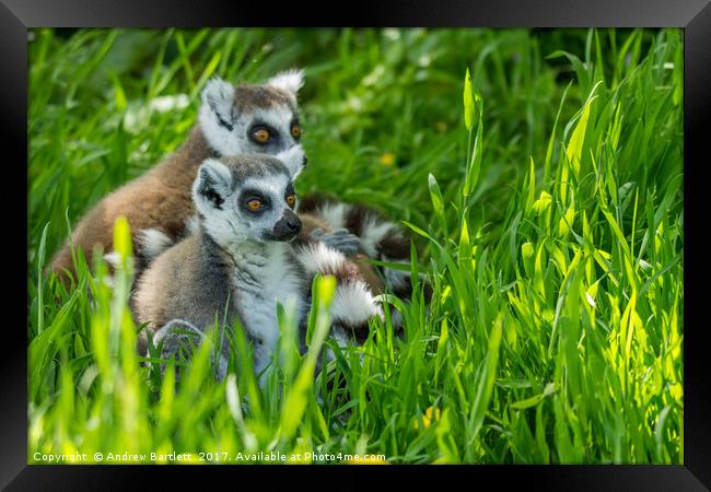 RIng Tailed Lemur family Framed Print by Andrew Bartlett