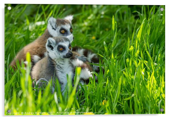 RIng Tailed Lemur family Acrylic by Andrew Bartlett