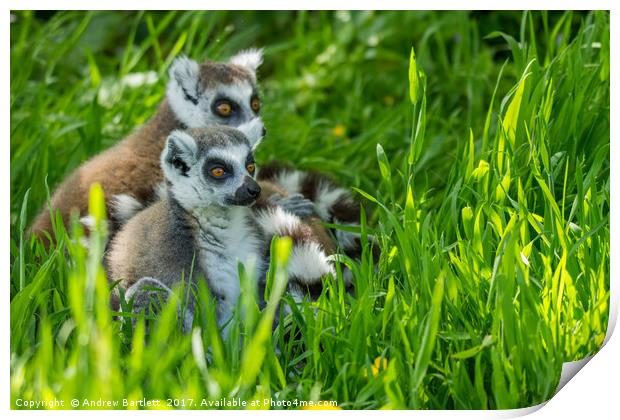 RIng Tailed Lemur family Print by Andrew Bartlett