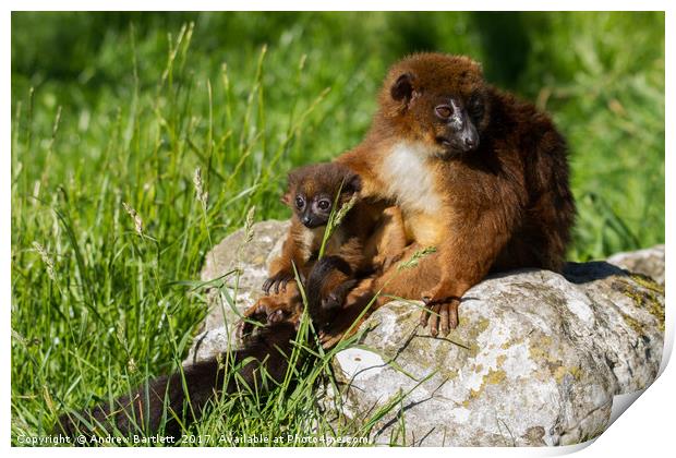 Red Bellied Lemur family Print by Andrew Bartlett