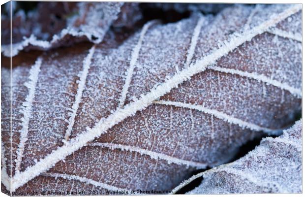Frozen leaves in winter Canvas Print by Andrew Bartlett