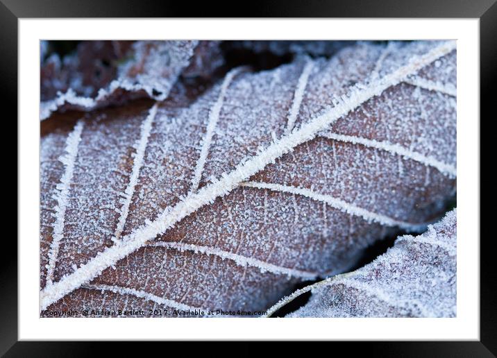 Frozen leaves in winter Framed Mounted Print by Andrew Bartlett