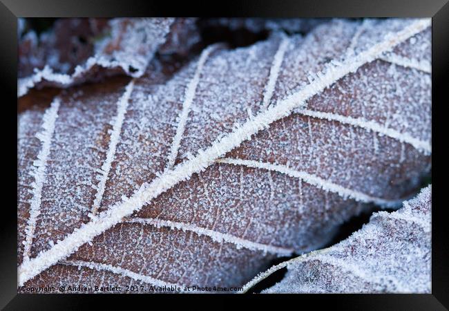 Frozen leaves in winter Framed Print by Andrew Bartlett