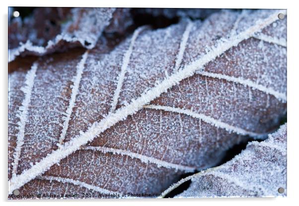 Frozen leaves in winter Acrylic by Andrew Bartlett