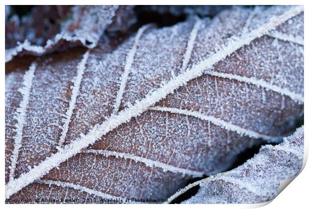 Frozen leaves in winter Print by Andrew Bartlett