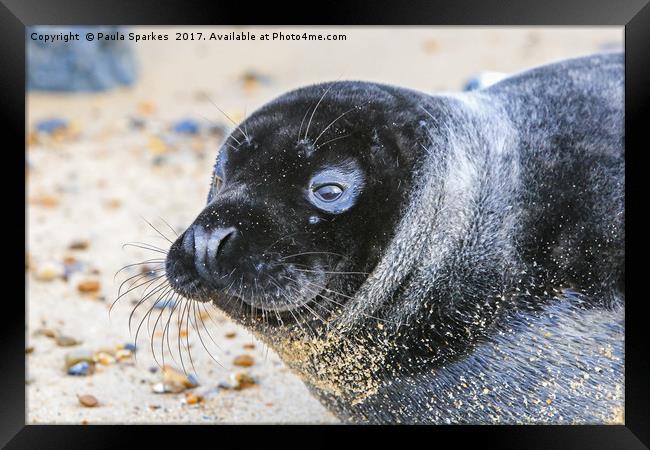 Black seal pup Framed Print by Paula Sparkes
