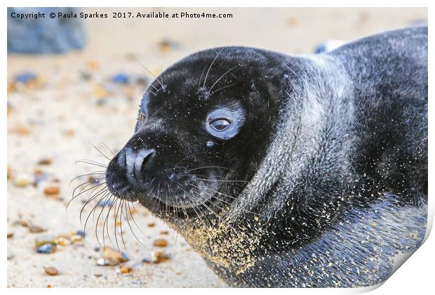 Black seal pup Print by Paula Sparkes