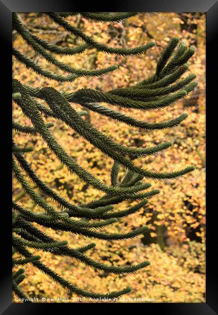 Monkey Puzzle Tree - Elan Valley Framed Print by Ken Mills