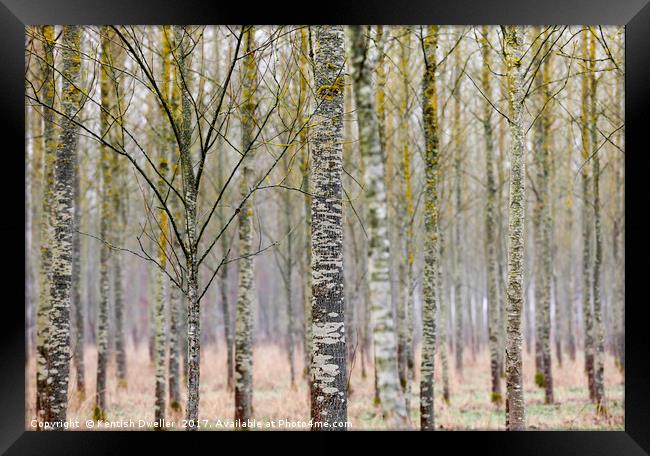 Silver Birches Framed Print by Kentish Dweller