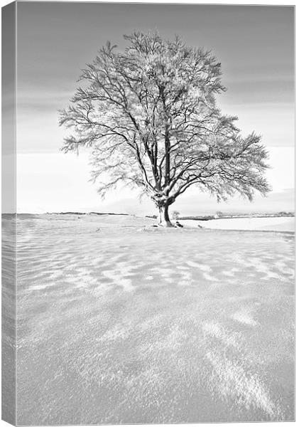 The Frozen Tree Canvas Print by Jim kernan