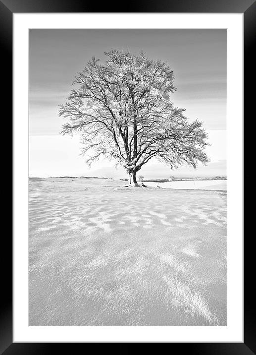 The Frozen Tree Framed Mounted Print by Jim kernan