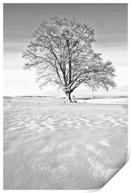 The Frozen Tree Print by Jim kernan