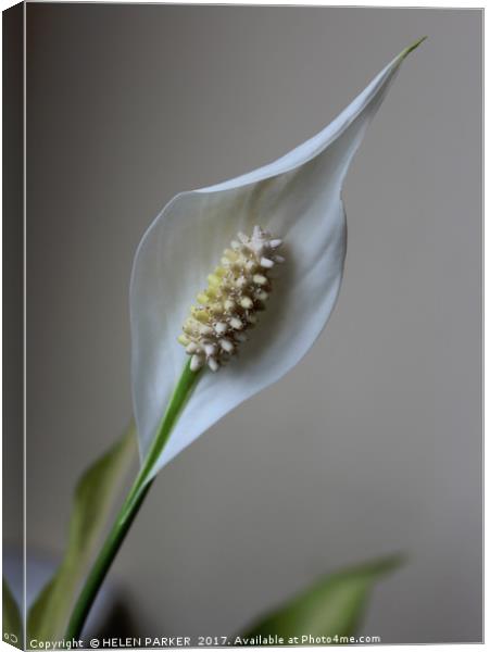 Peace Lily Canvas Print by HELEN PARKER