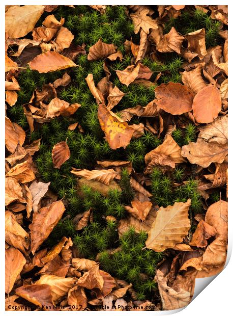 Autumn Leaves in Wentwood Forest  Print by Ken Mills
