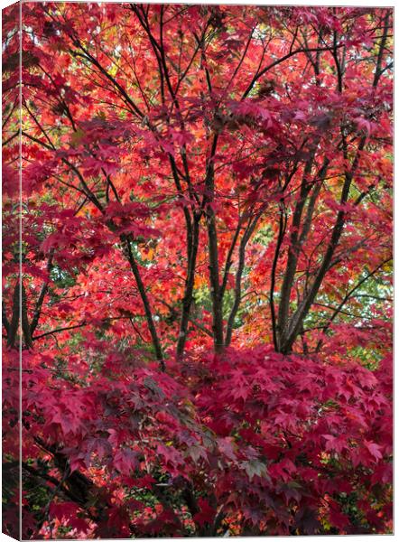 Japanese Maple Canvas Print by Ken Mills