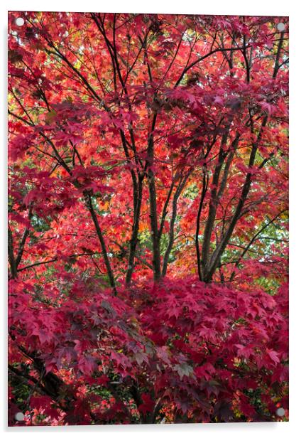 Japanese Maple Acrylic by Ken Mills