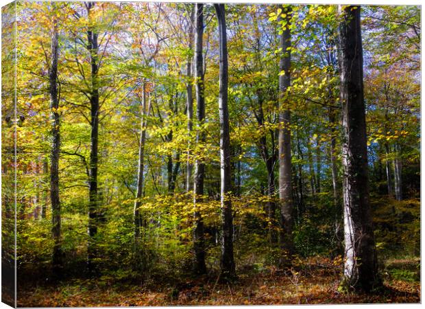 Autumn Light and Colours in Slebech Wood. Canvas Print by Colin Allen