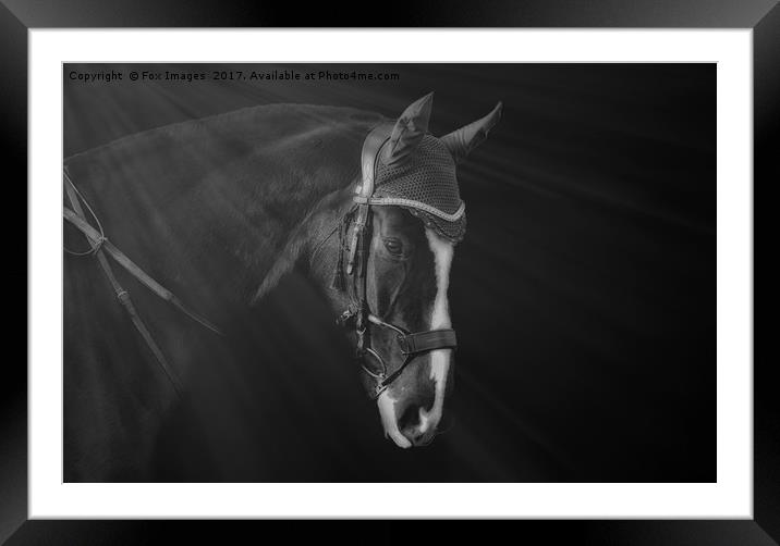 Horse portrait Framed Mounted Print by Derrick Fox Lomax