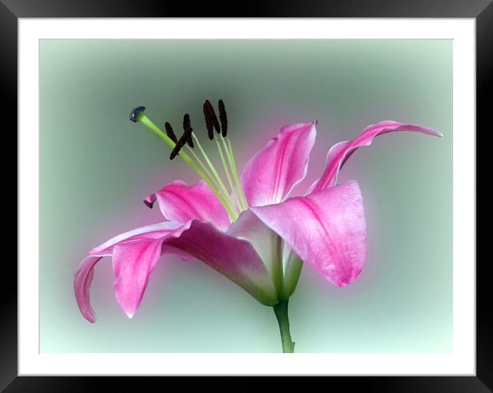           PINK  LILY                   Framed Mounted Print by Anthony Kellaway