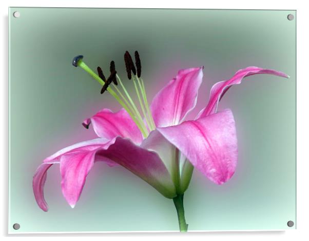            PINK  LILY                   Acrylic by Anthony Kellaway