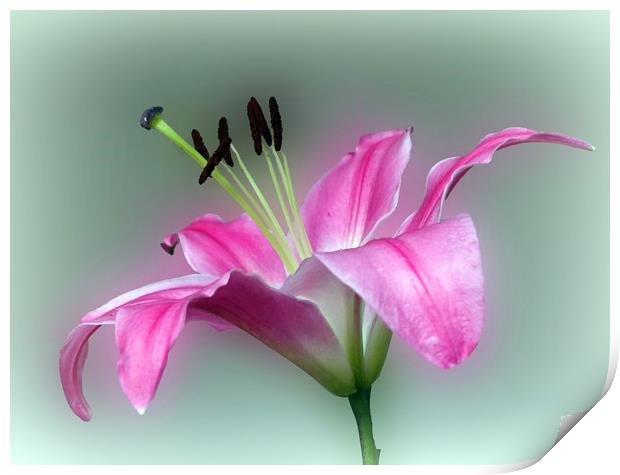            PINK  LILY                   Print by Anthony Kellaway