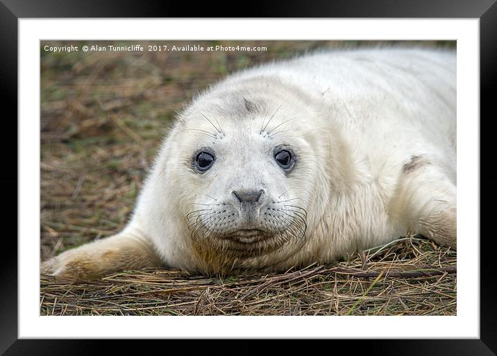 Very young grey seal pup Framed Mounted Print by Alan Tunnicliffe