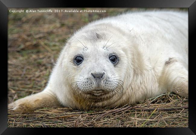 Very young grey seal pup Framed Print by Alan Tunnicliffe