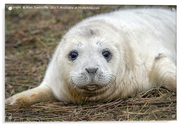 Very young grey seal pup Acrylic by Alan Tunnicliffe