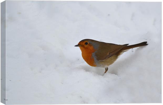 Robin in the Snow Canvas Print by Donna Collett