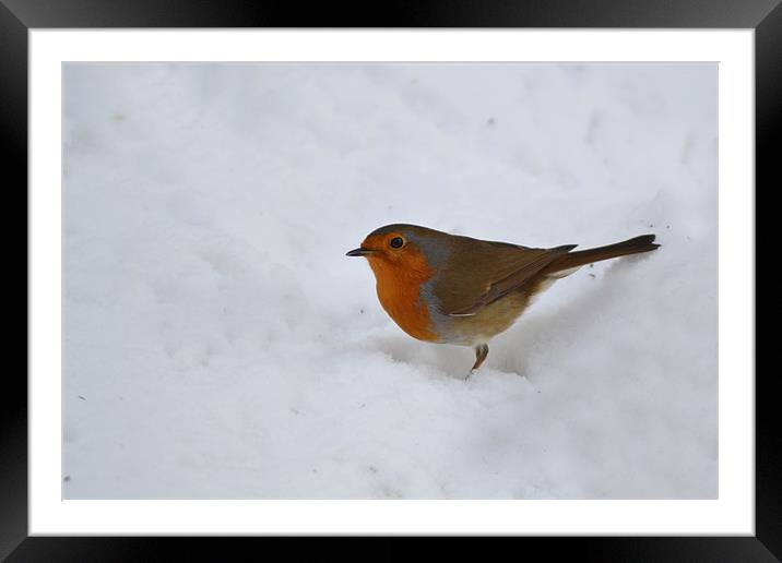 Robin in the Snow Framed Mounted Print by Donna Collett