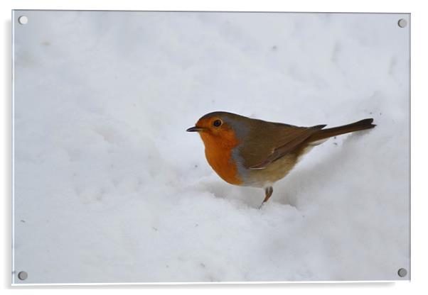 Robin in the Snow Acrylic by Donna Collett
