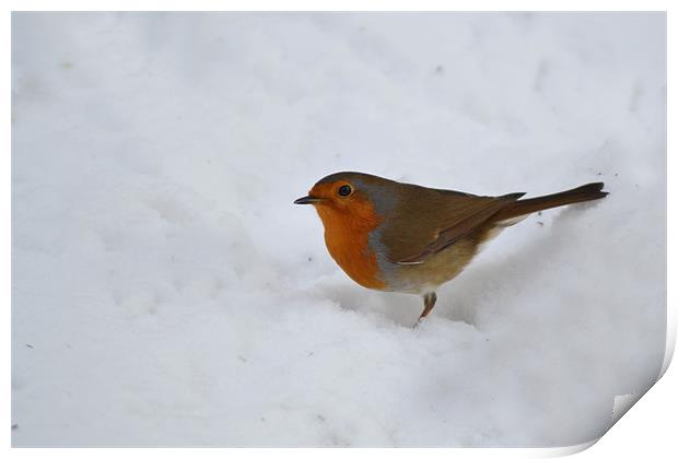Robin in the Snow Print by Donna Collett