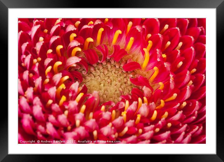 Macro of a Gerbera Framed Mounted Print by Andrew Bartlett