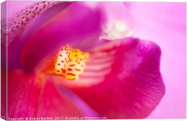 Macro of an Orchid Canvas Print by Andrew Bartlett