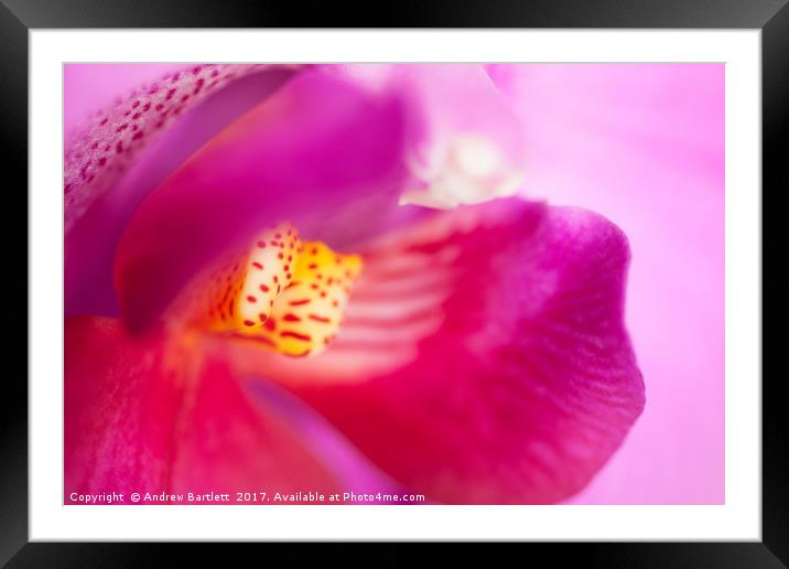 Macro of an Orchid Framed Mounted Print by Andrew Bartlett