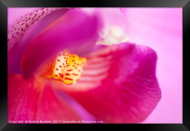 Macro of an Orchid Framed Print by Andrew Bartlett