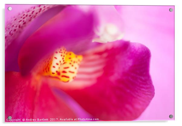 Macro of an Orchid Acrylic by Andrew Bartlett